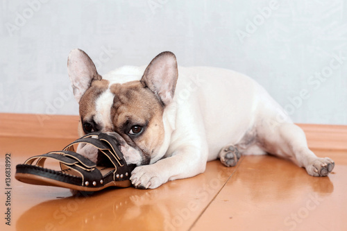 Photography bulldog chewing on slippers