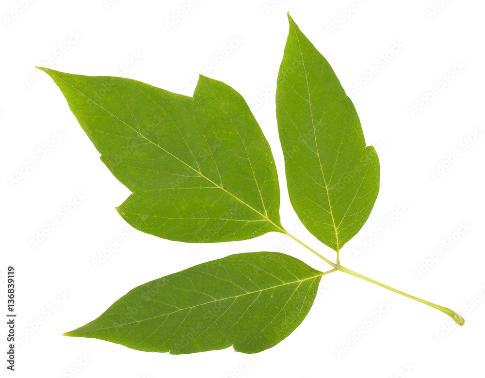 Fototapeta premium Green leafs isolated on a white