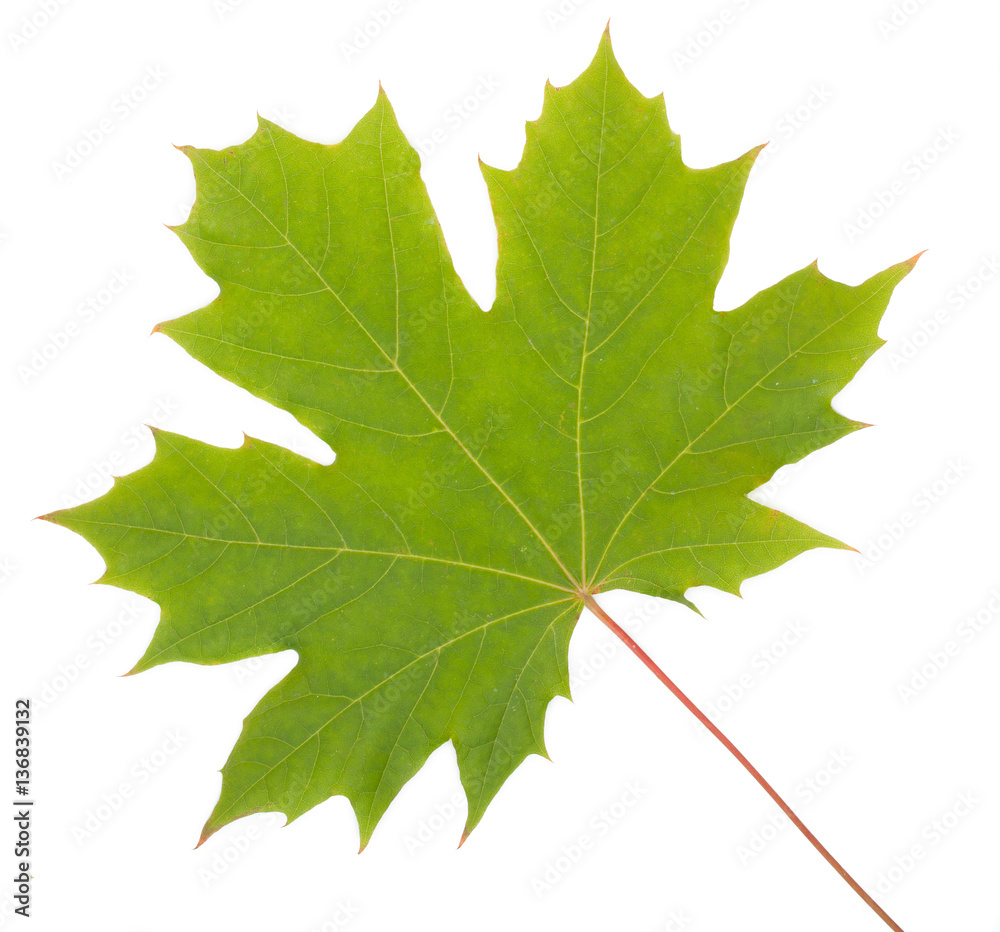 Green Maple Leaf, seasonal concept isolated on white background, Green Maple Leaf, seasonal concept isolated on white background,