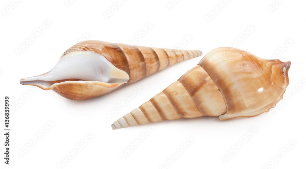 Pair of sea shells isolated on white Pair of sea shells isolated on white