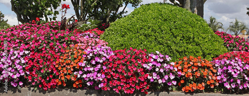 Massif d'impatiens photo