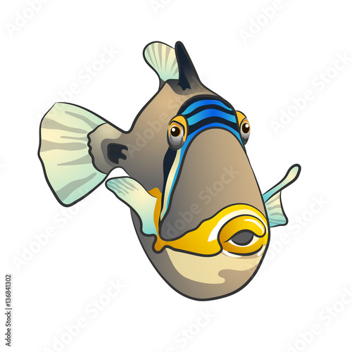 Picasso triggerfish. fish isolated on white background photo