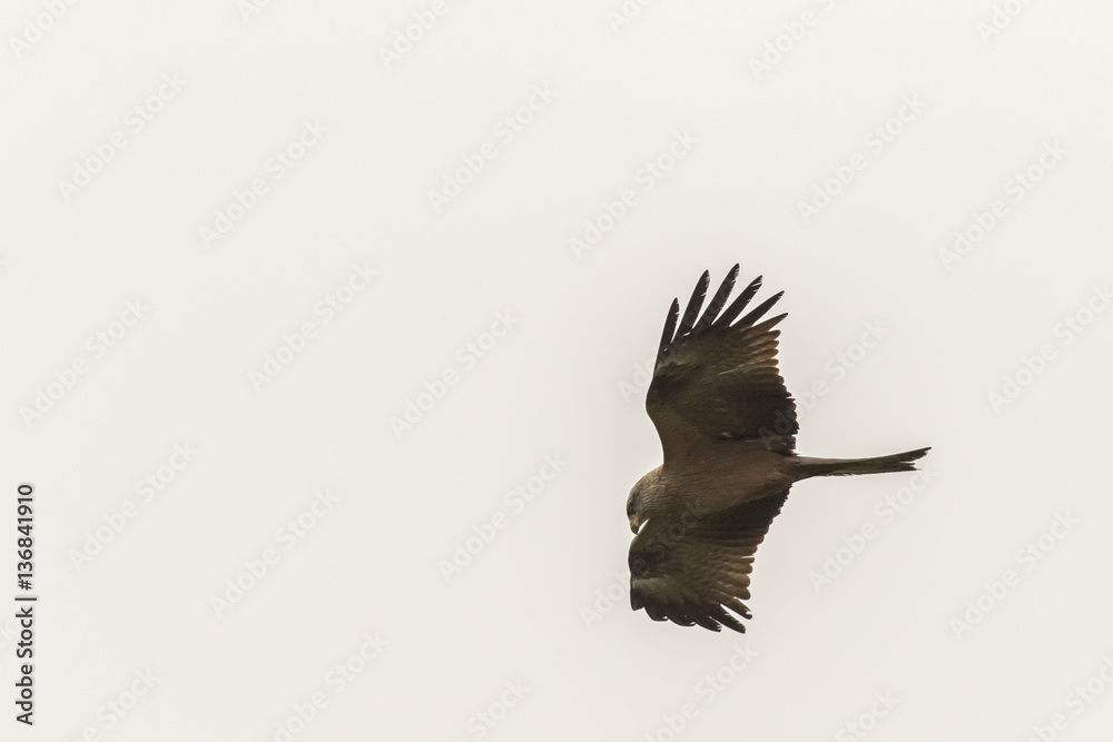 Obraz premium Schwarzmilan (Milvus migrans)