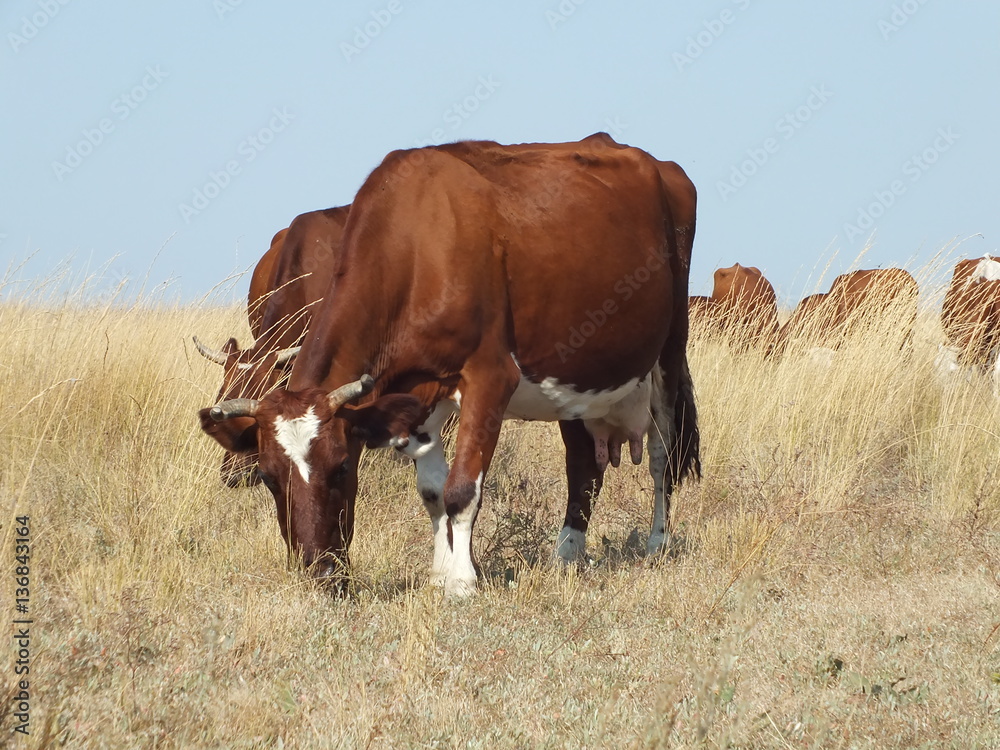 brown cows on grazing in steppe brown cows on grazing in steppe