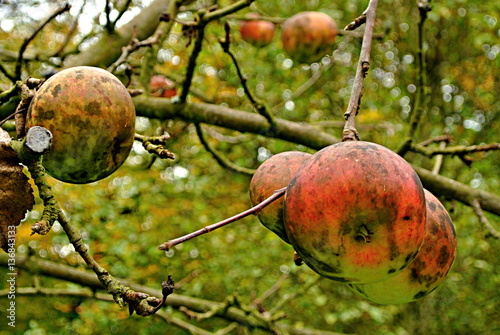 Wild apples on the tree photo