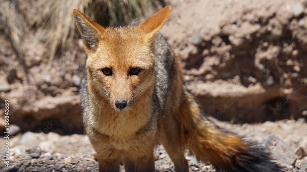 Andean Fox