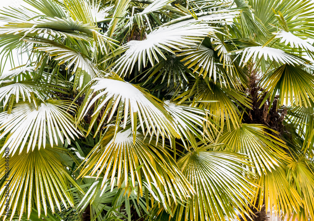 Fototapeta premium Leaves of palm trees in the snow, winter season background 