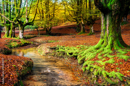 colorful autumn at otzarreta forest in gorbea natural park, Spain photo