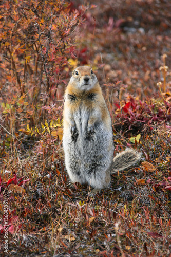 Close up of an Arctic ground squirrel watching attentive in the colorful autumn tundra, Denali National Park, Alaska photo