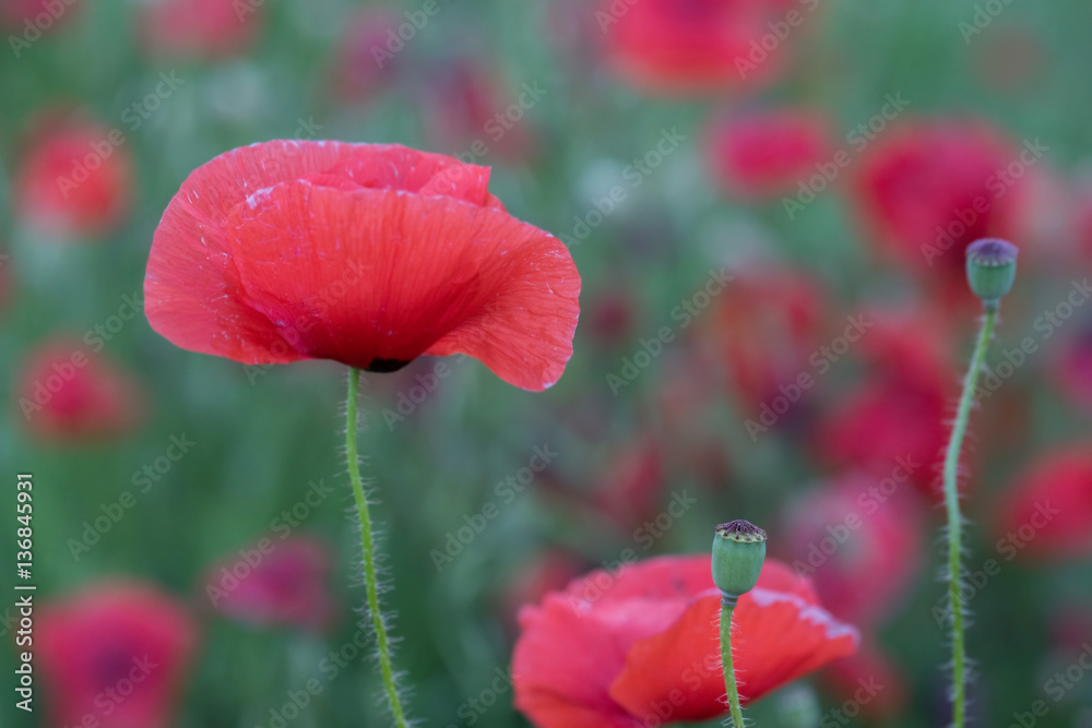 Naklejka premium Wild poppy in bloom