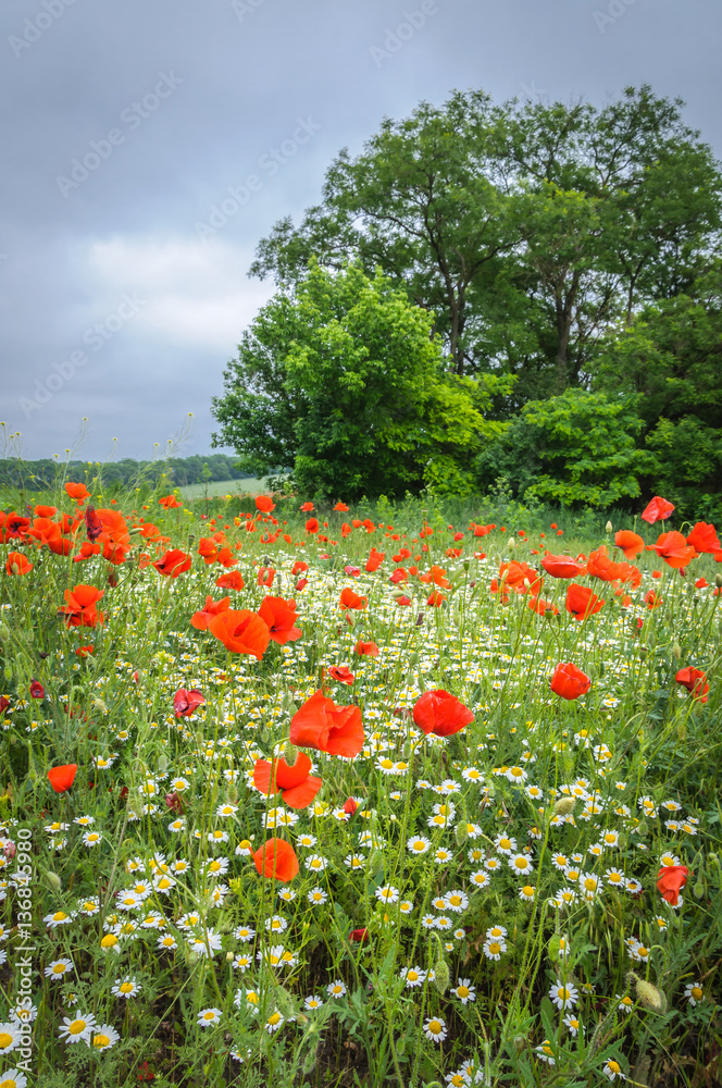 Camomiles and poppies in a field near the road
