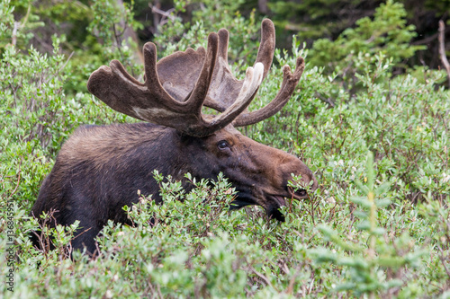 Moose Head