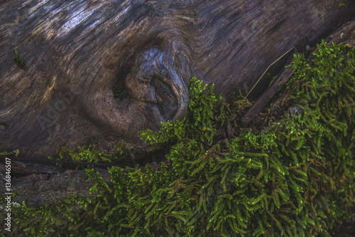 Wood texture