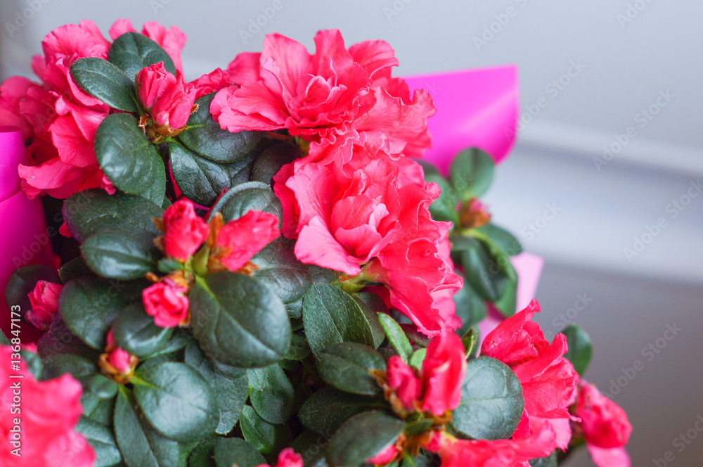 red azalea flower