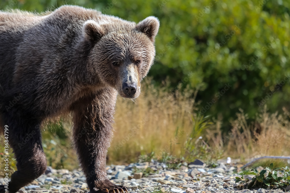 Obraz premium Close up of an Alaskan brown bear (grizzly bear) walking along the riverbank, Moraine Creek, Katmai National Park, Alaska