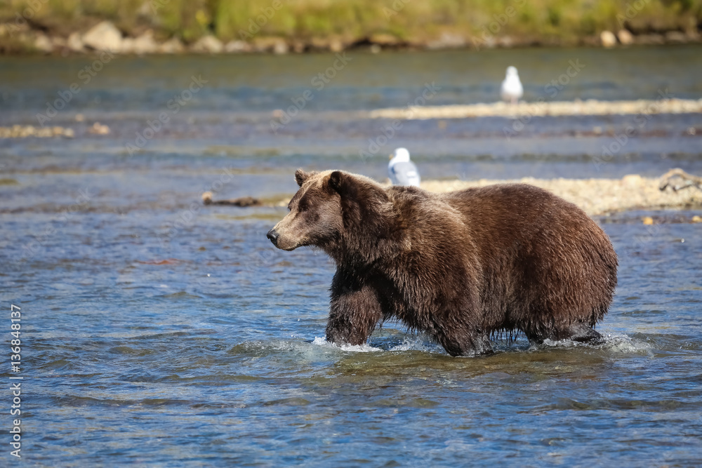 Alaskan brown bear (grizzly bear) walking through the riverbed, looking for Sockeye salmon, Moraine Creek, Katmai National Park, Alaska Alaskan brown bear (grizzly bear) walking through the riverbed, looking for Sockeye salmon, Moraine Creek, Katmai National Park, Alaska