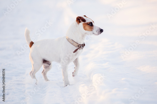 Fototapeta Naklejka Na Ścianę i Meble -  Dog walking at winter