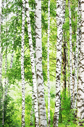 summer in sunny birch forest