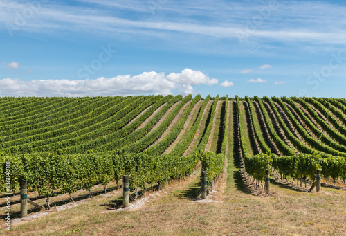 rows of grapevine in vineyard with blue sky and copy space