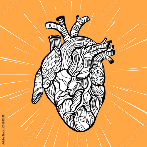 Hand drawing sketch anatomical heart. Doodle zentangle vector illustration. 