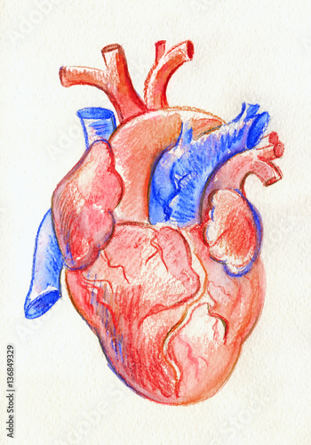 colored realistic heart drawing Hand drawing sketch anatomical heart. Colored watercolor pencil
