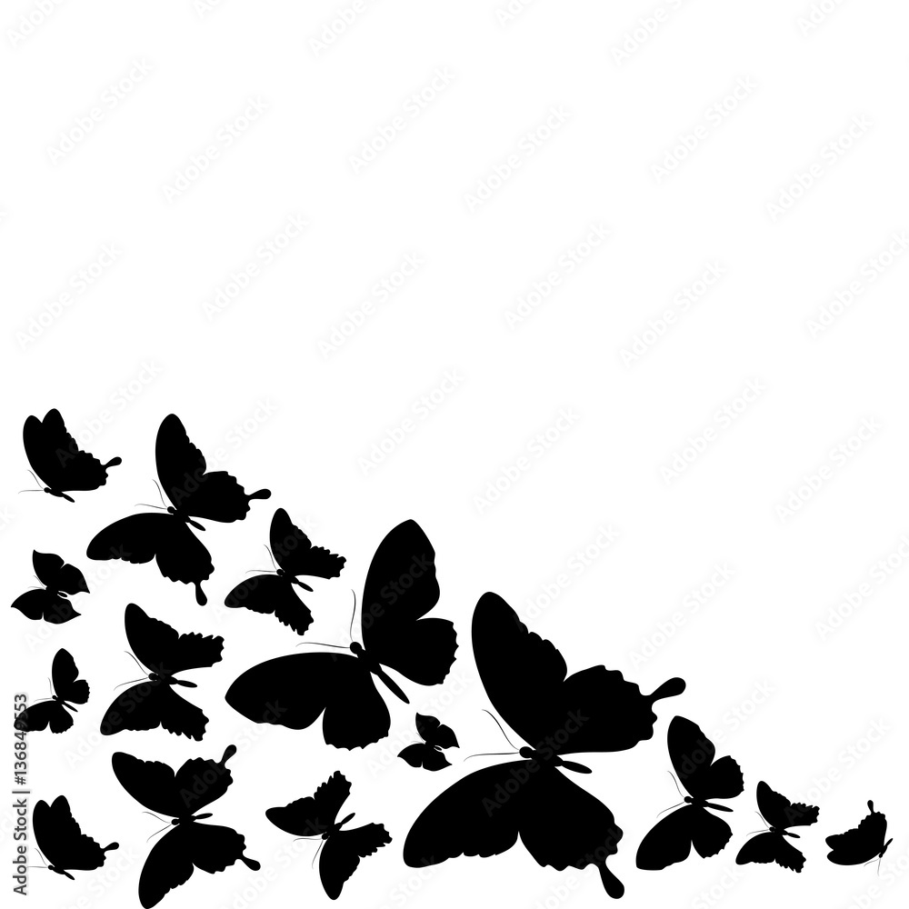 black butterfly, isolated on a white black butterfly, isolated on a white