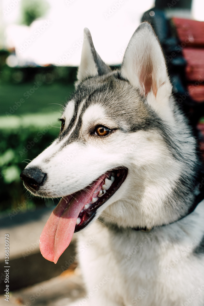Siberian husky dog with blue eyes stands and looks ahead. City on the background. Siberian husky dog with blue eyes stands and looks ahead. City on the background.