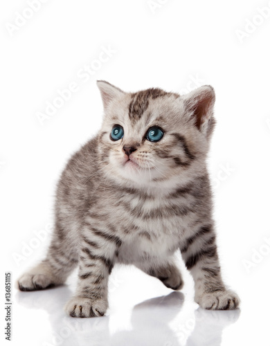 Cute little kitten. kitten with blue eyes. Kitten on a white bac