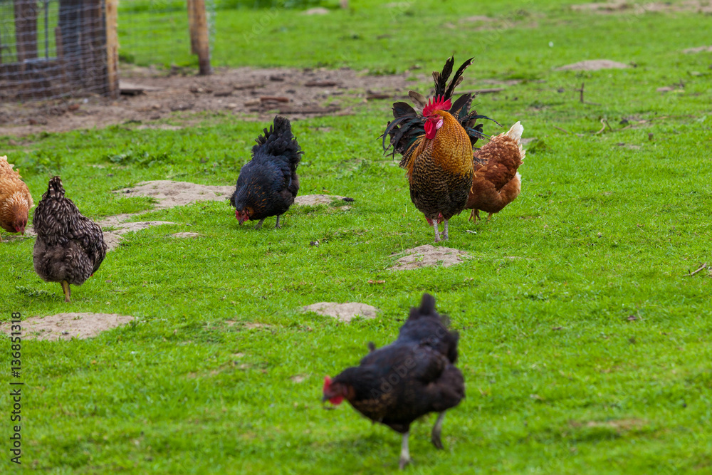 Fototapeta premium hen on the green grass. chickens, hens