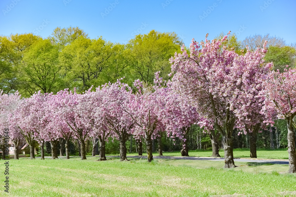 Frühling - Blütenmeer, Hofzufahrt mit blühenden Zierkirschen Frühling - Blütenmeer, Hofzufahrt mit blühenden Zierkirschen