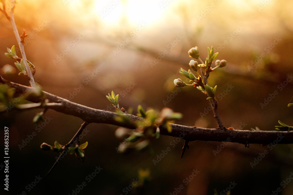 beautiful amazing bloom on cherry branch at sunset sky, spring t beautiful amazing bloom on cherry branch at sunset sky, spring t