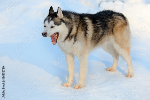 Yawning Siberian Husky dog black and white color in winter. © Maria Moskvitsova
