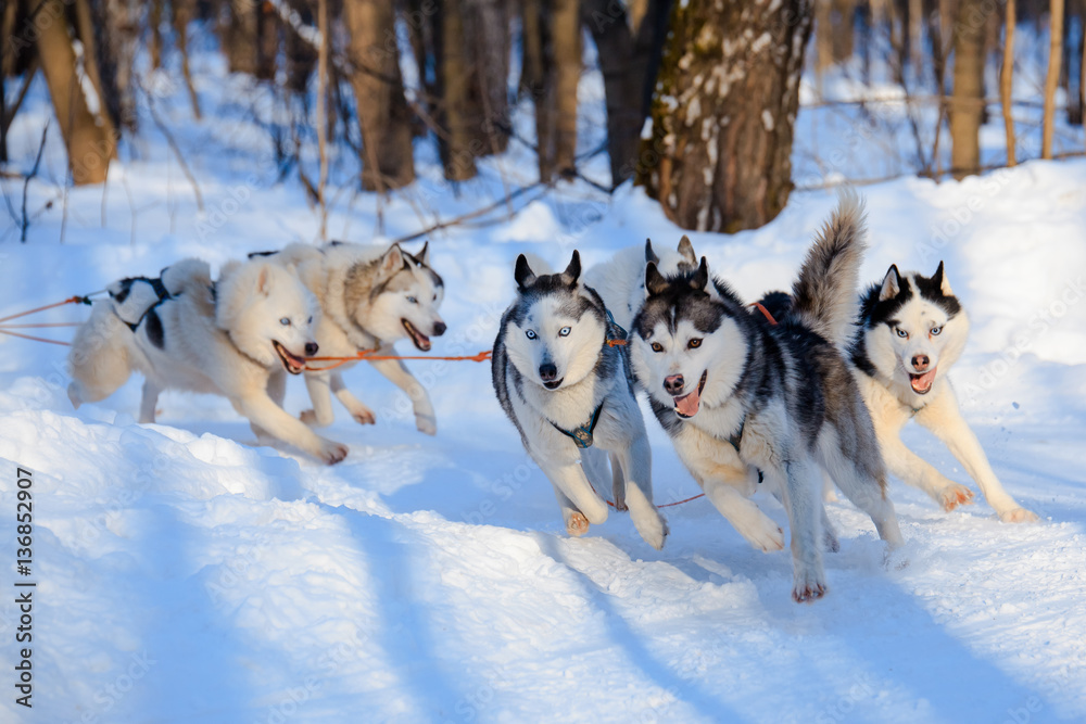 Husky dogs are pulling sledge  at sunny winter forest in Moscow, Russia.