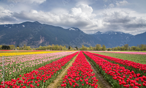 tulip field in the mountains of british columbia, canada