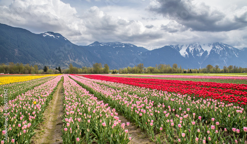 colorful tulip field surrounded by snow capped mountains in Agassiz, British Columbia, Canada