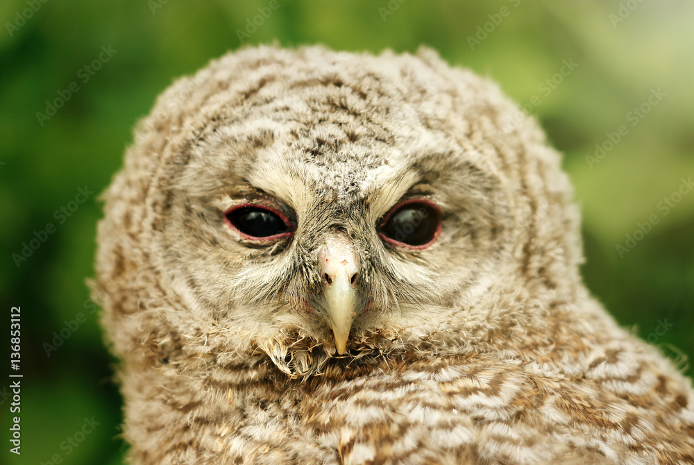 cute sweet owl with grey and brown feathers with funny look on n cute sweet owl with grey and brown feathers with funny look on n