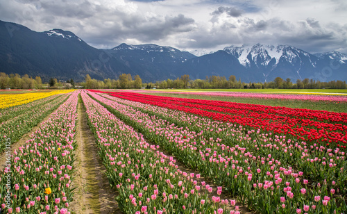 colorful tulip field surrounded by snow capped mountains in Agassiz, British Columbia, Canada