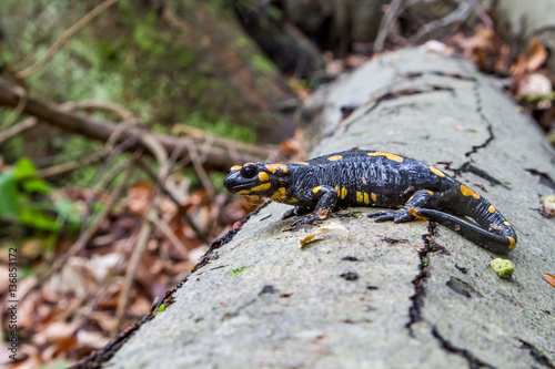 Fire salamander in their environment