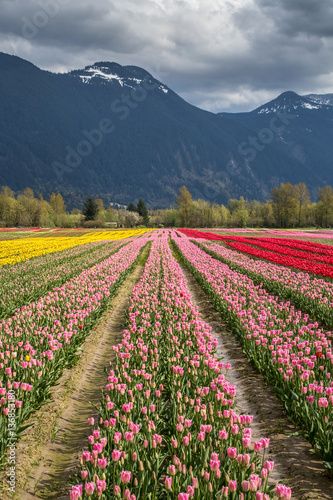 Fields of tulips 