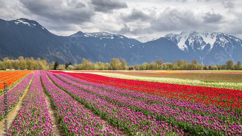 Fields of tulips in the mountains of British Columbia, Canada