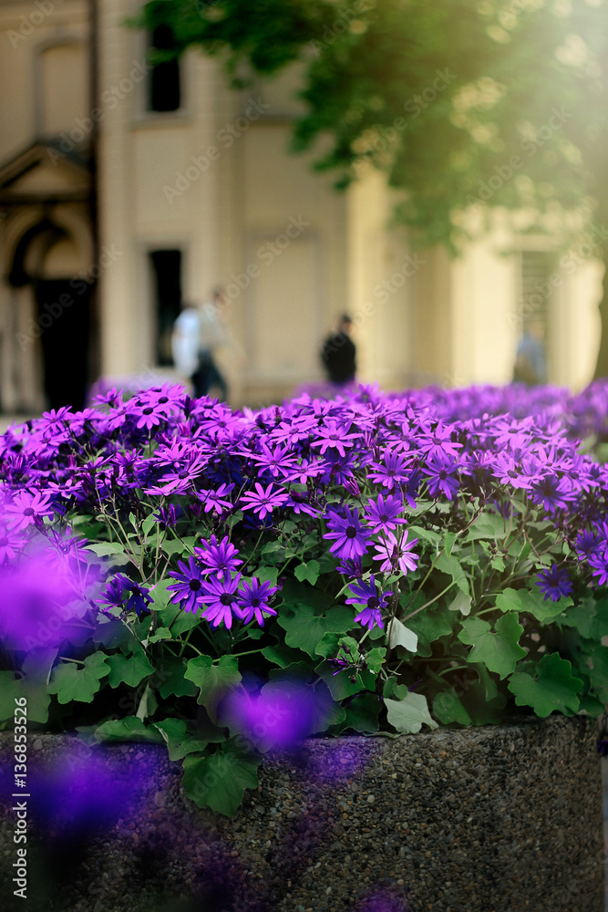 amazing beautiful purple flowers in the city street  with magica