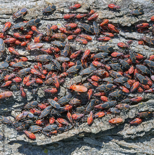 Slika na platnu Boxelder bug (Boisea trivittata) infestation