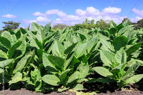 american tobacco plantation