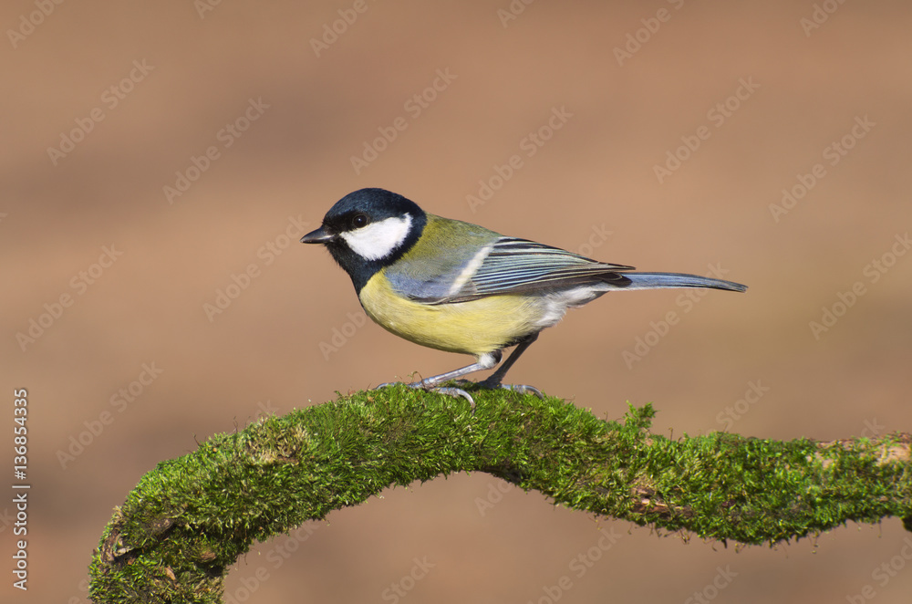 Fototapeta premium Great tit (Parus major) bird standing on a sprig covered of green moss 
