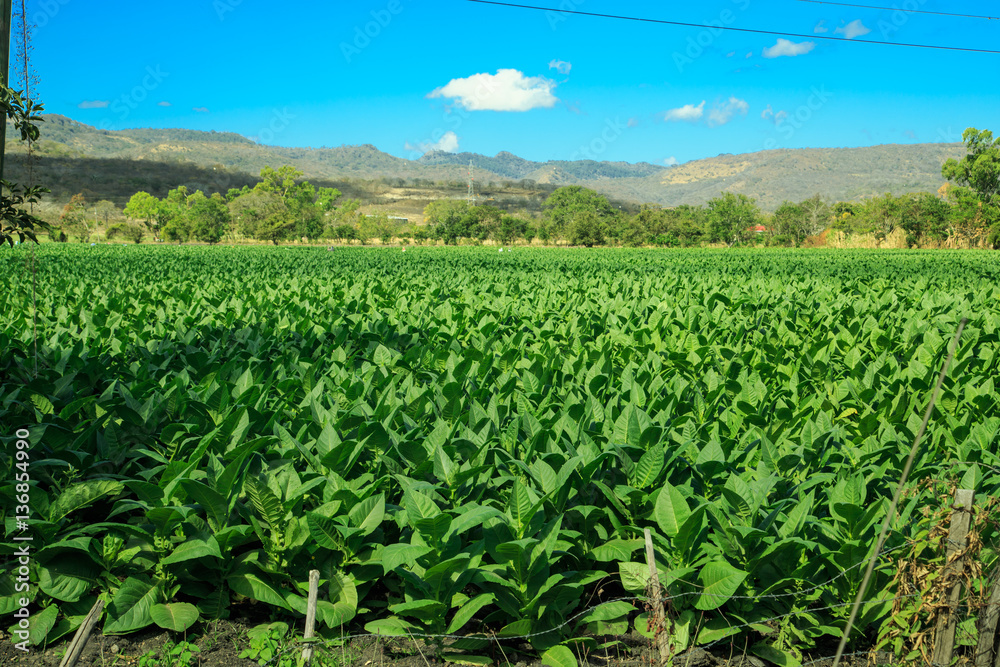 tobacco plantation from Esteli, Nicaragua