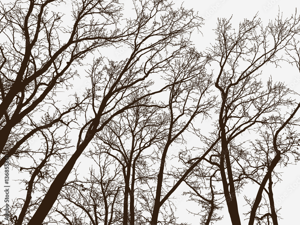 silhouettes of the trees in a winter park silhouettes of the trees in a winter park