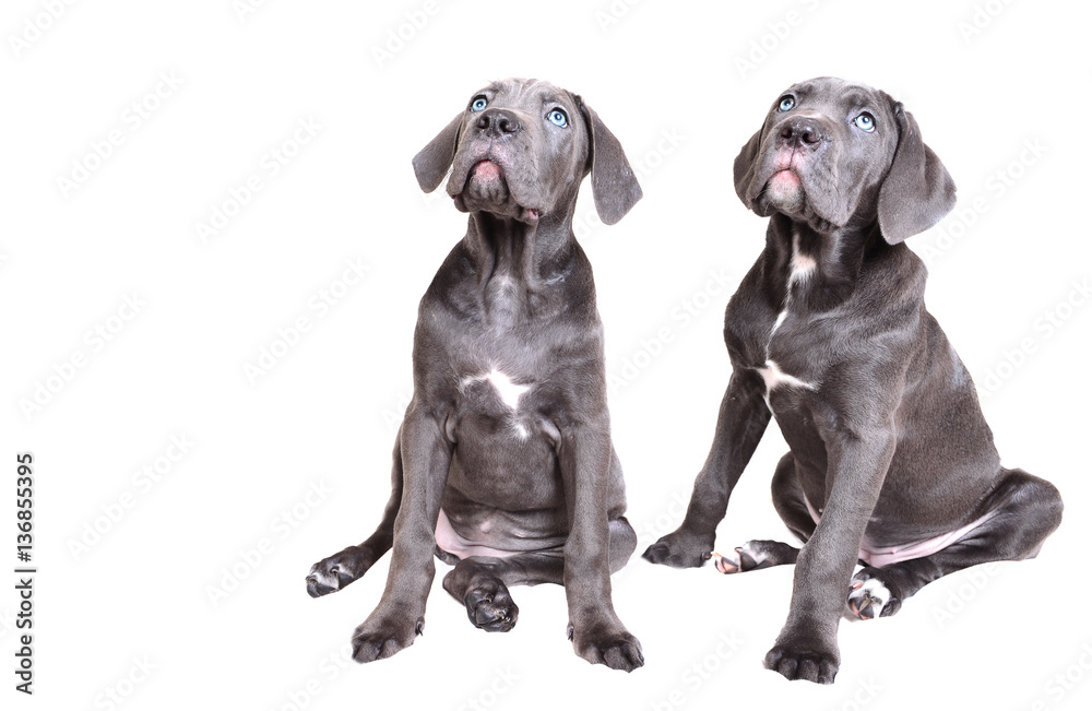 Cane corso puppy on a white background