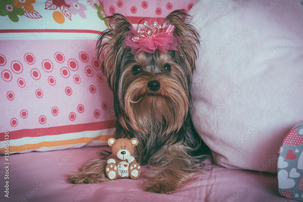 Portrait of a cute yorkshire terrier with crown Portrait of a cute yorkshire terrier with crown