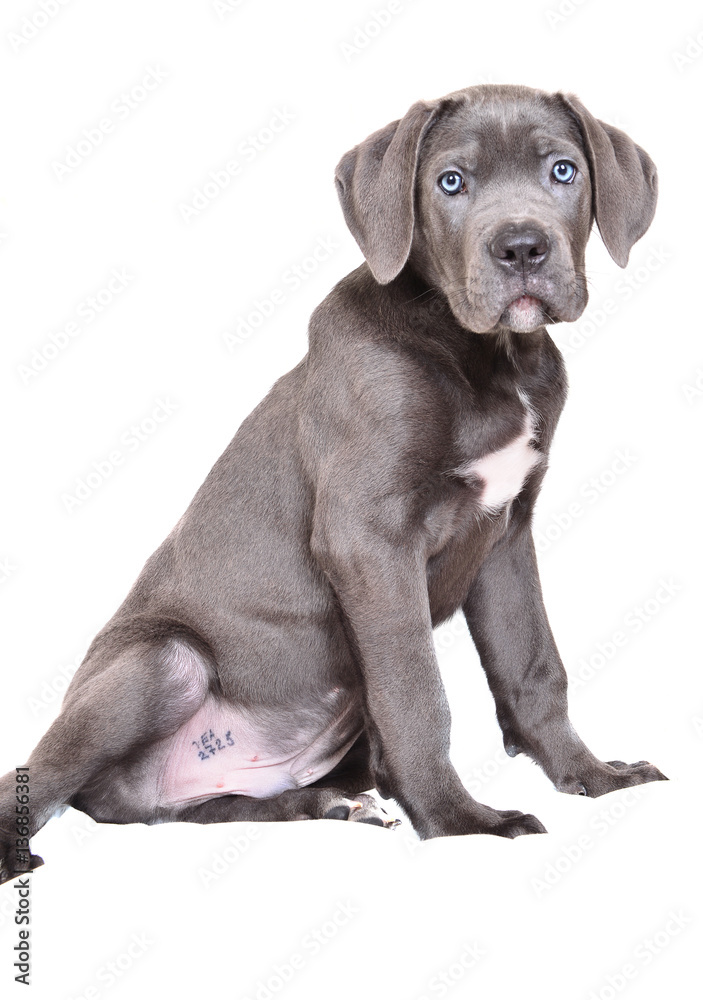 Cane corso puppy on a white background