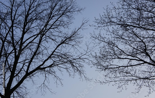 Tree & Sky